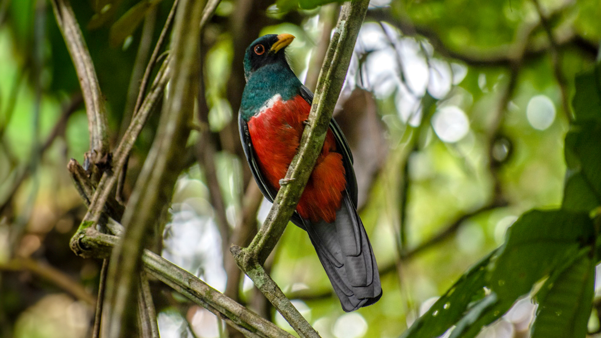 cocomasur-ave-fauna-penaloza