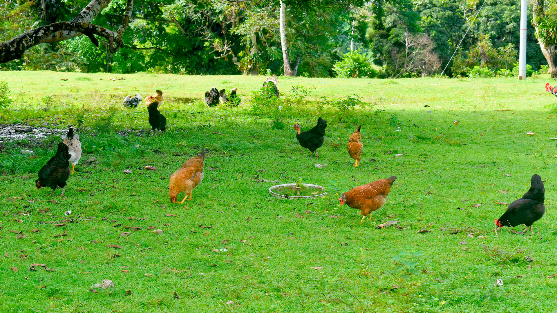 cocomasur-gallinas-penaloza